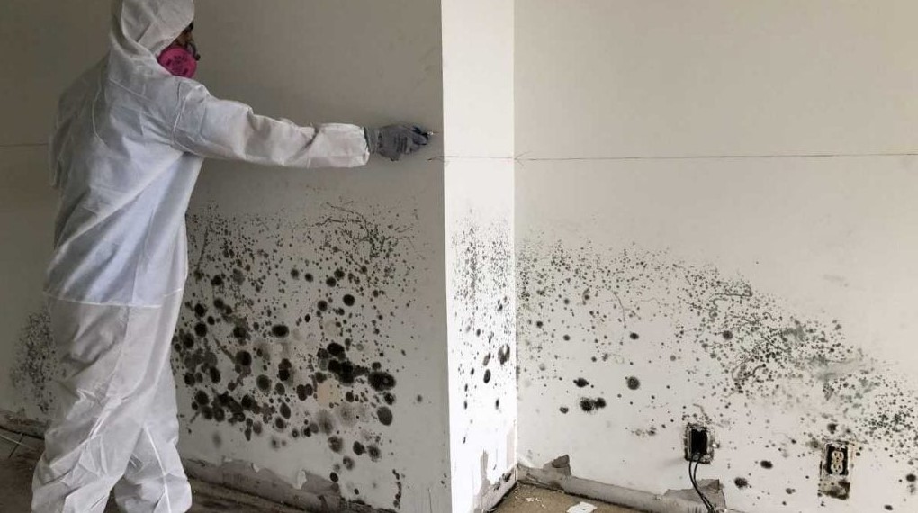 Mold removal
